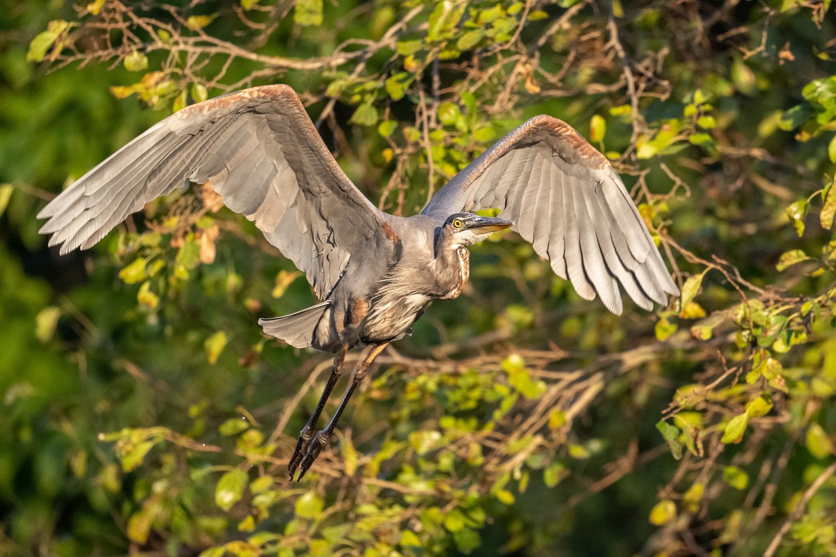 Great Blue Heron - Graham Deese