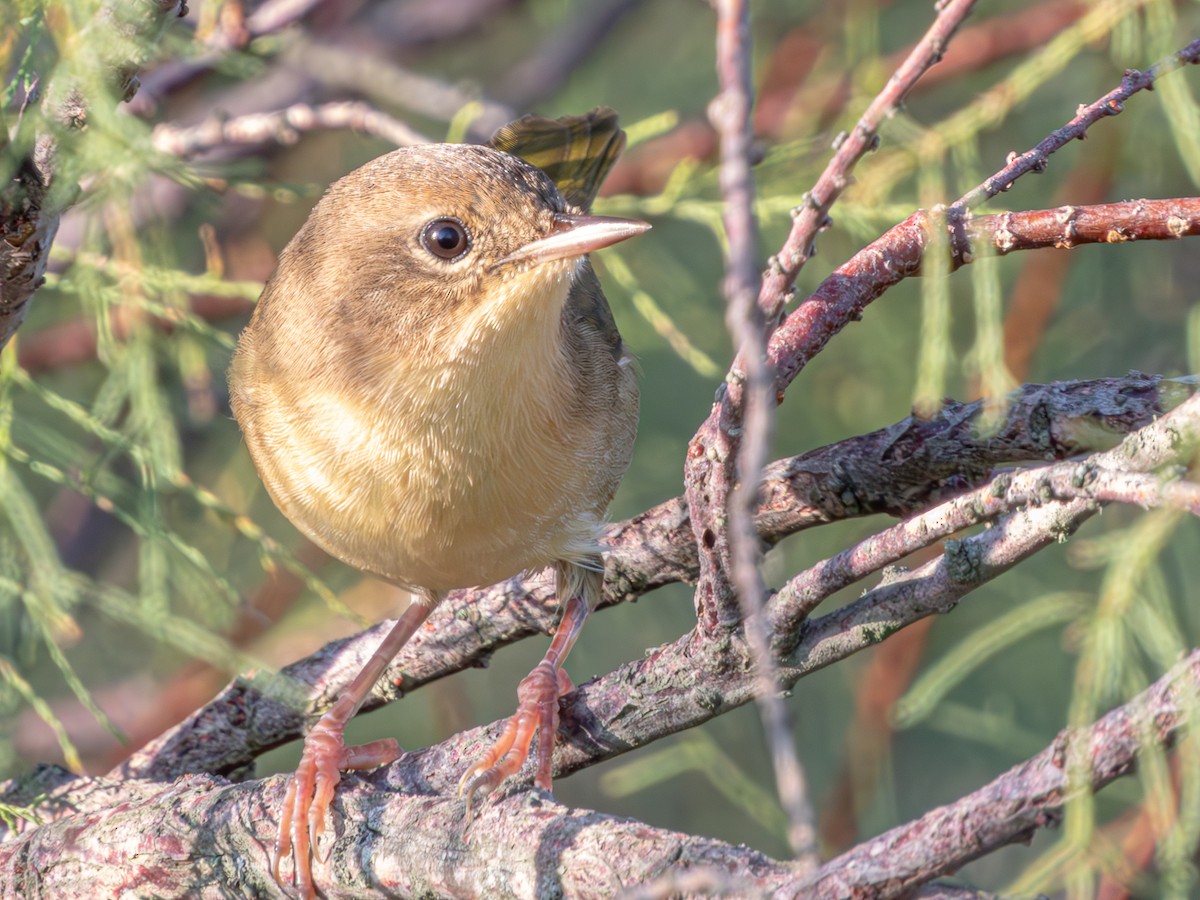 Common Yellowthroat - ML624239143