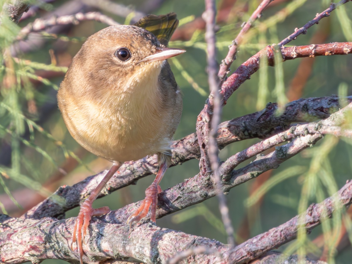 Common Yellowthroat - ML624239145