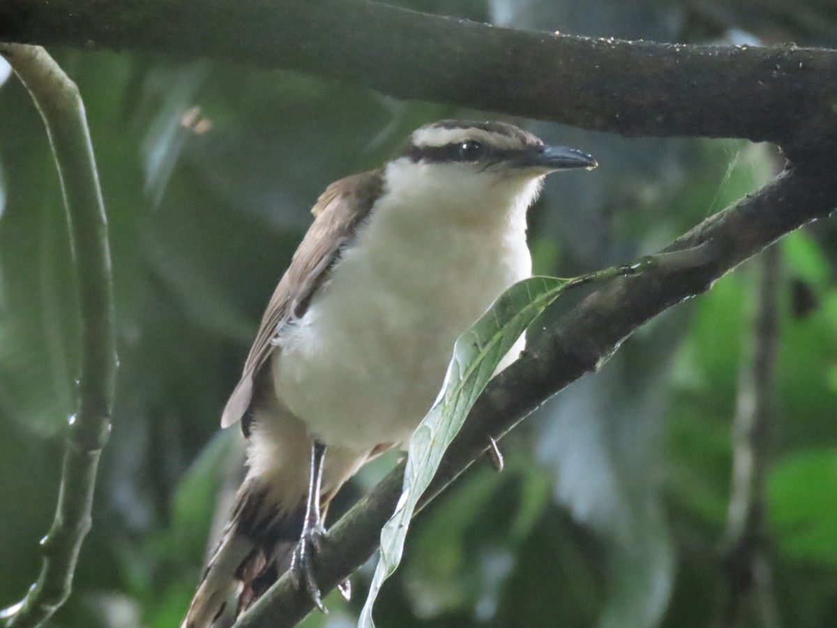 Bicolored Wren - ML624239160