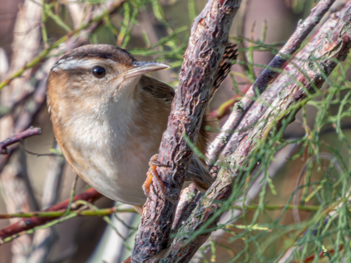 Marsh Wren - ML624239178