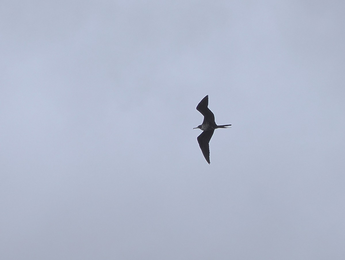 Magnificent Frigatebird - ML624239180