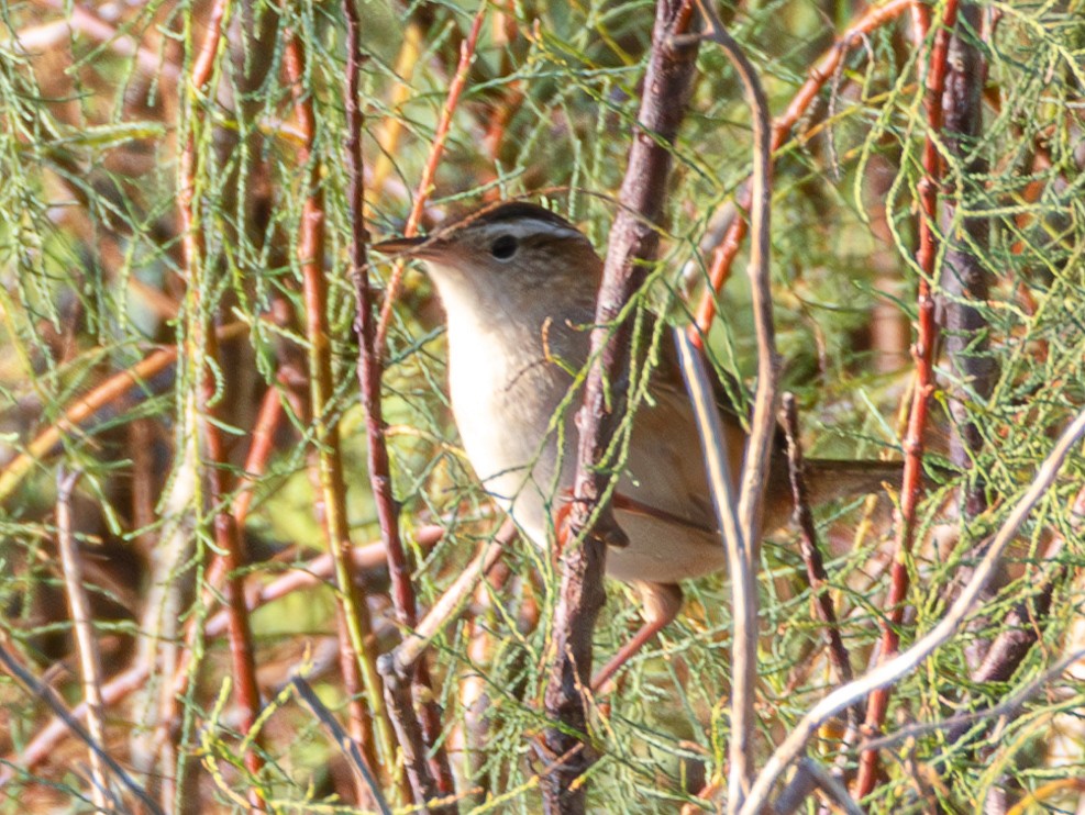 Marsh Wren - ML624239185