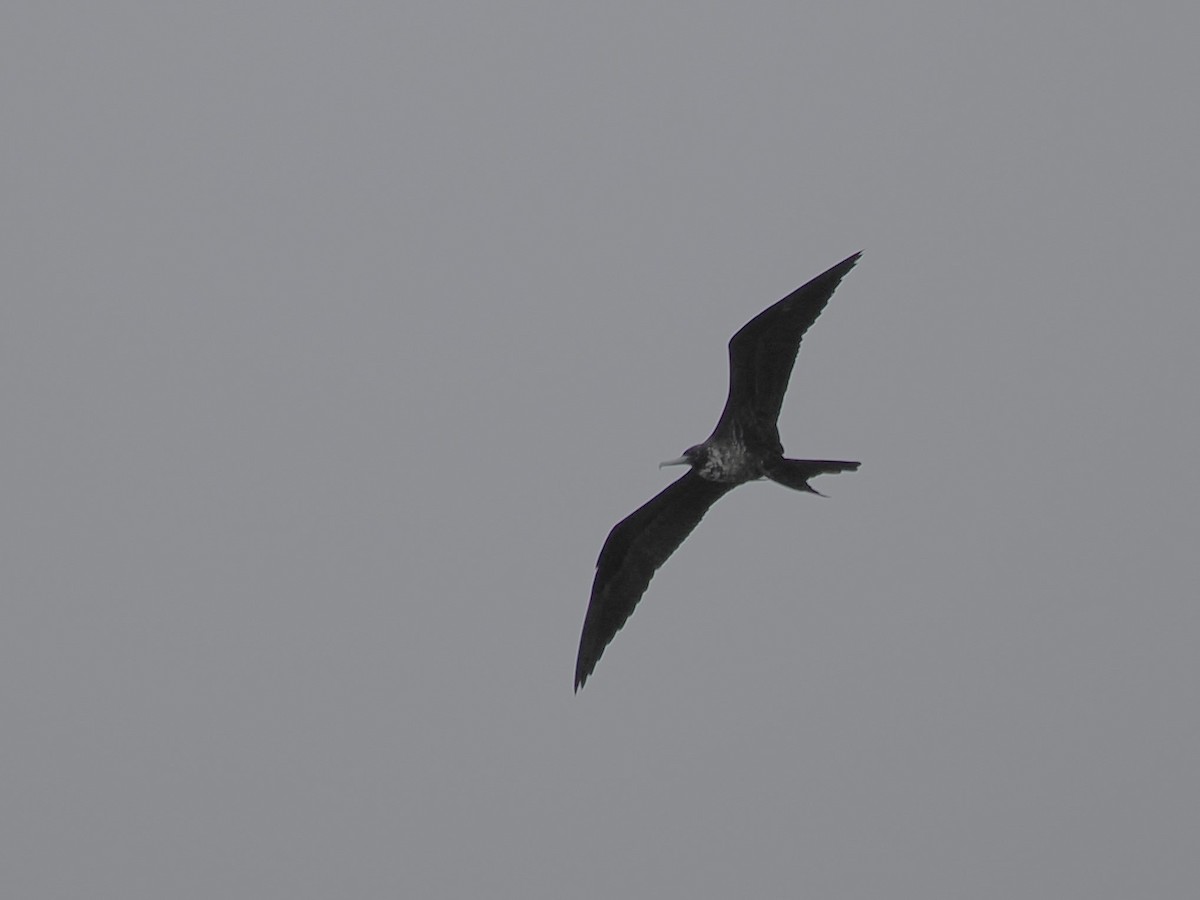 Magnificent Frigatebird - ML624239186