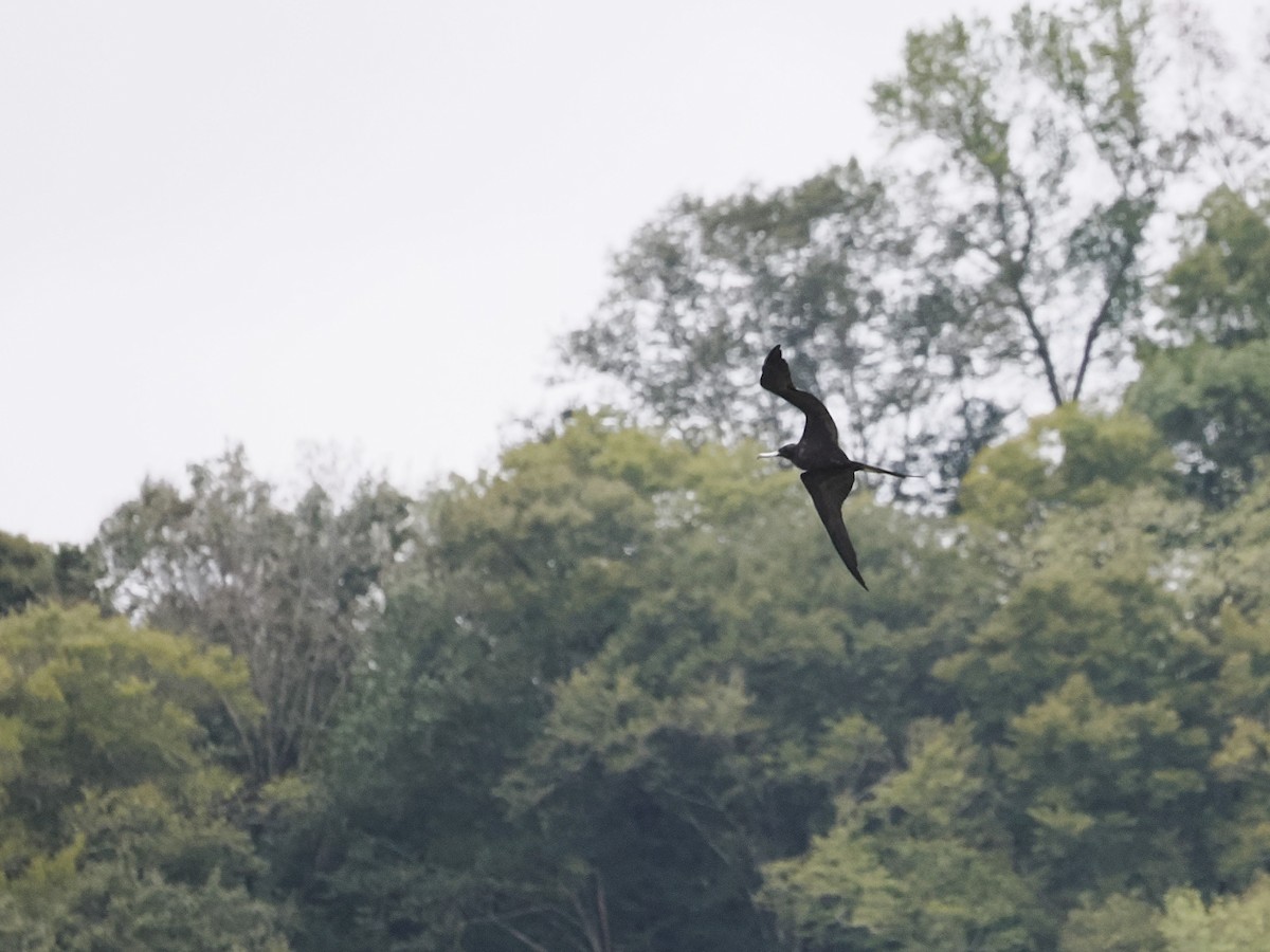 Magnificent Frigatebird - ML624239198