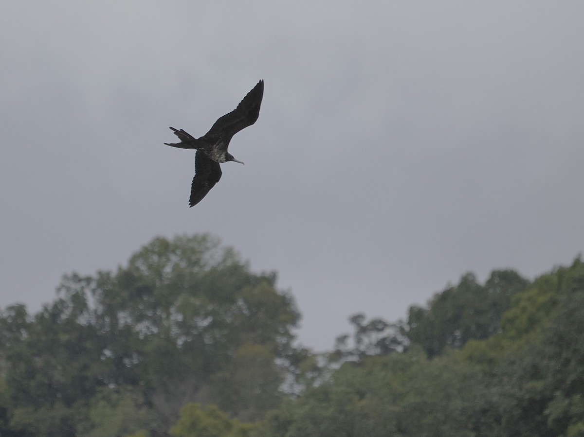 Magnificent Frigatebird - ML624239203