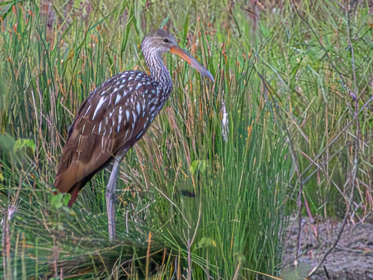 Limpkin - ML624239241