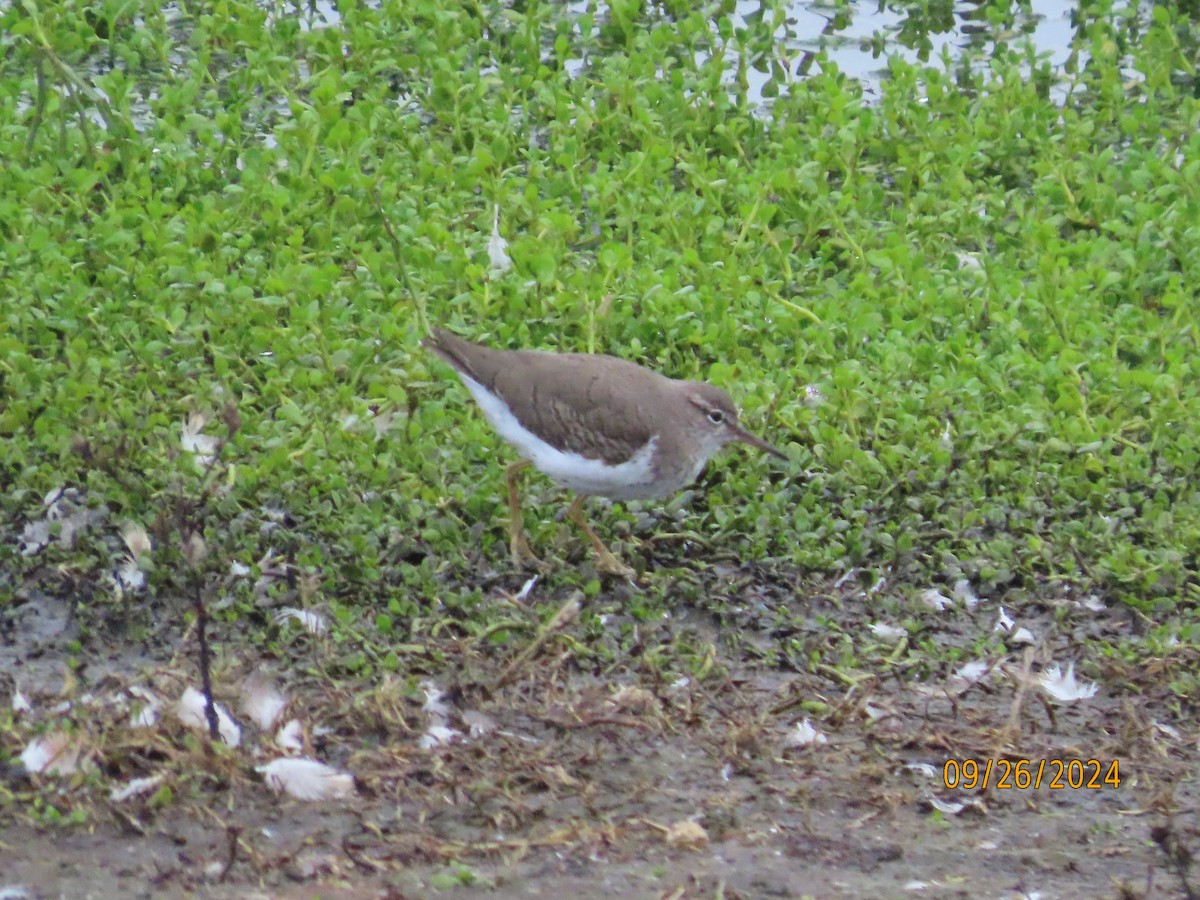 Spotted Sandpiper - ML624239248