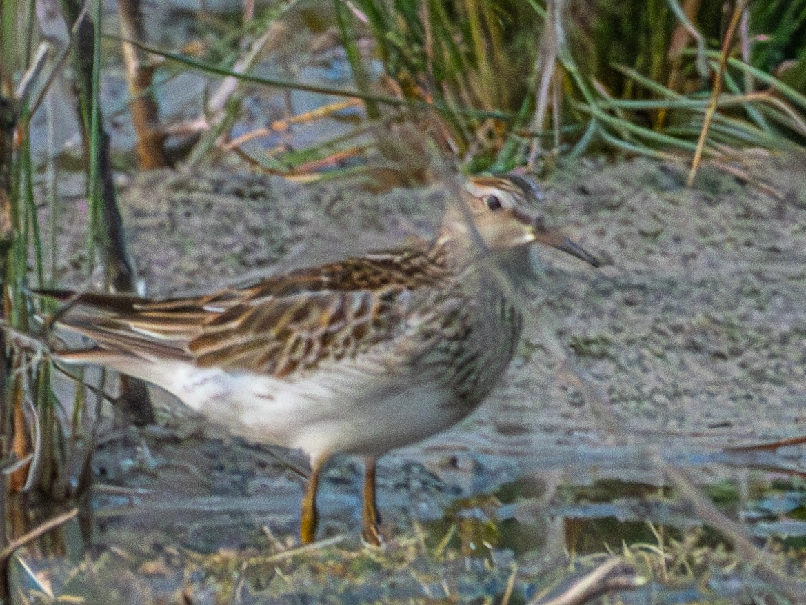 Pectoral Sandpiper - Andrew Hamlett