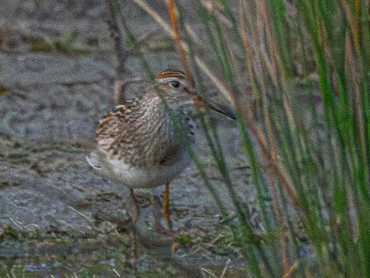 Pectoral Sandpiper - ML624239286