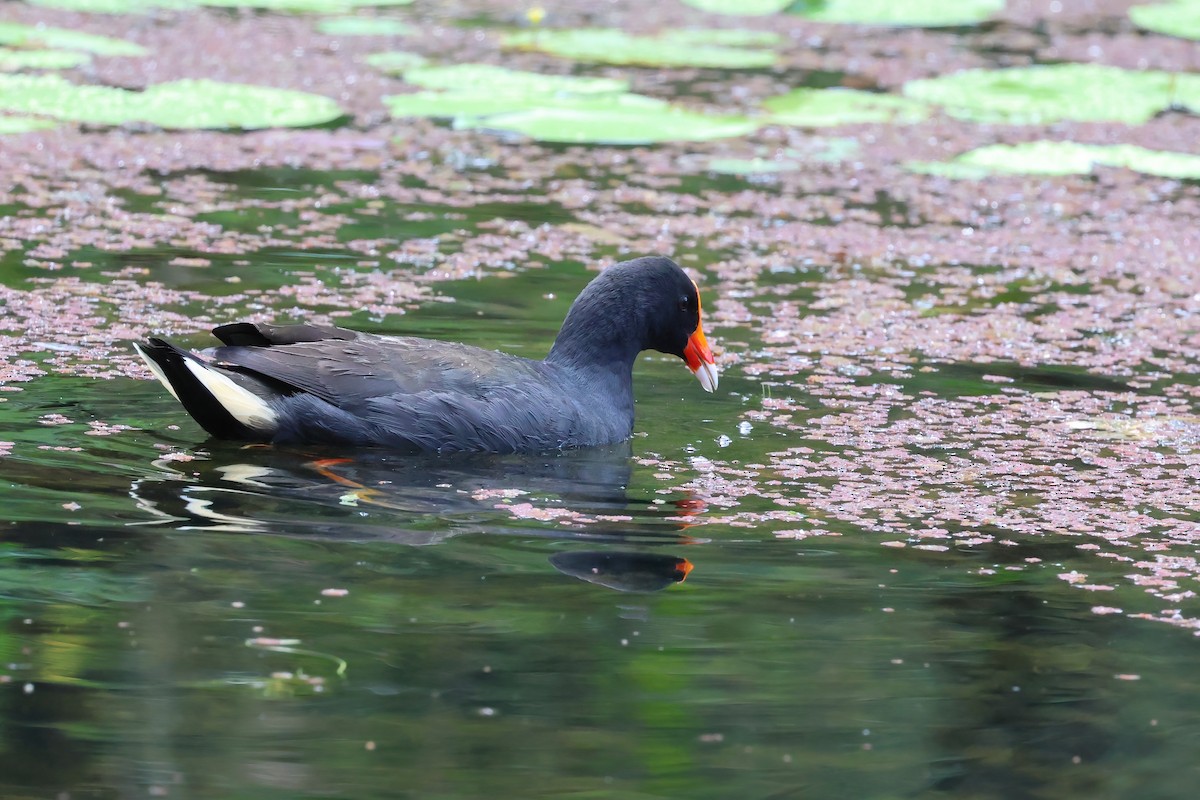 Dusky Moorhen - Dennis Devers