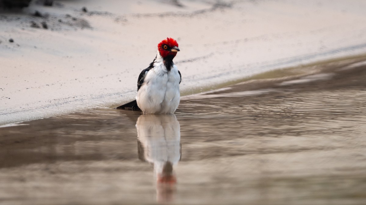 Red-capped Cardinal - ML624239361