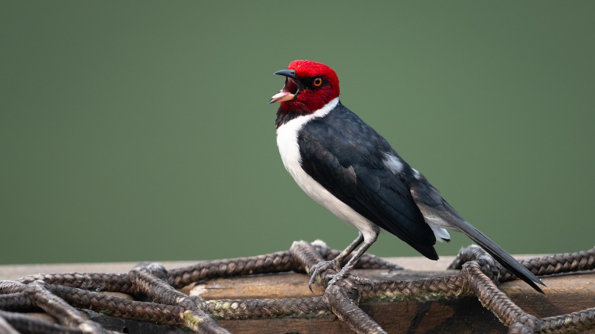 Red-capped Cardinal - ML624239363