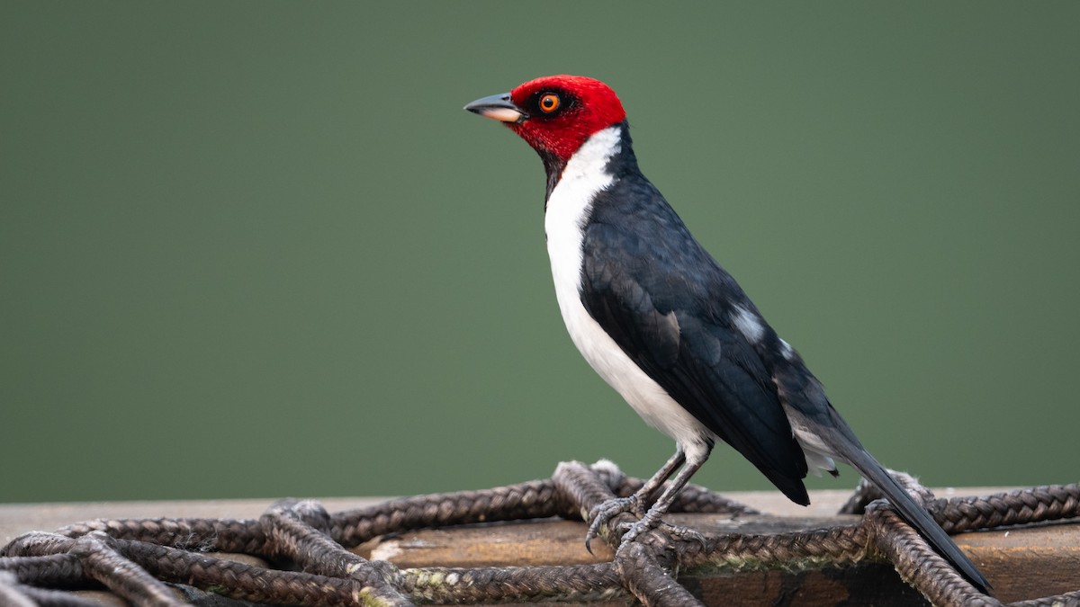 Red-capped Cardinal - Mathurin Malby