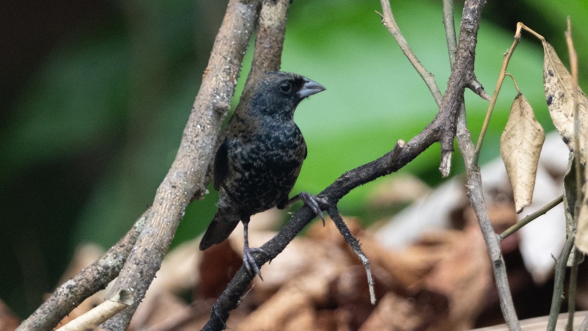 Blue-black Grassquit - ML624239383