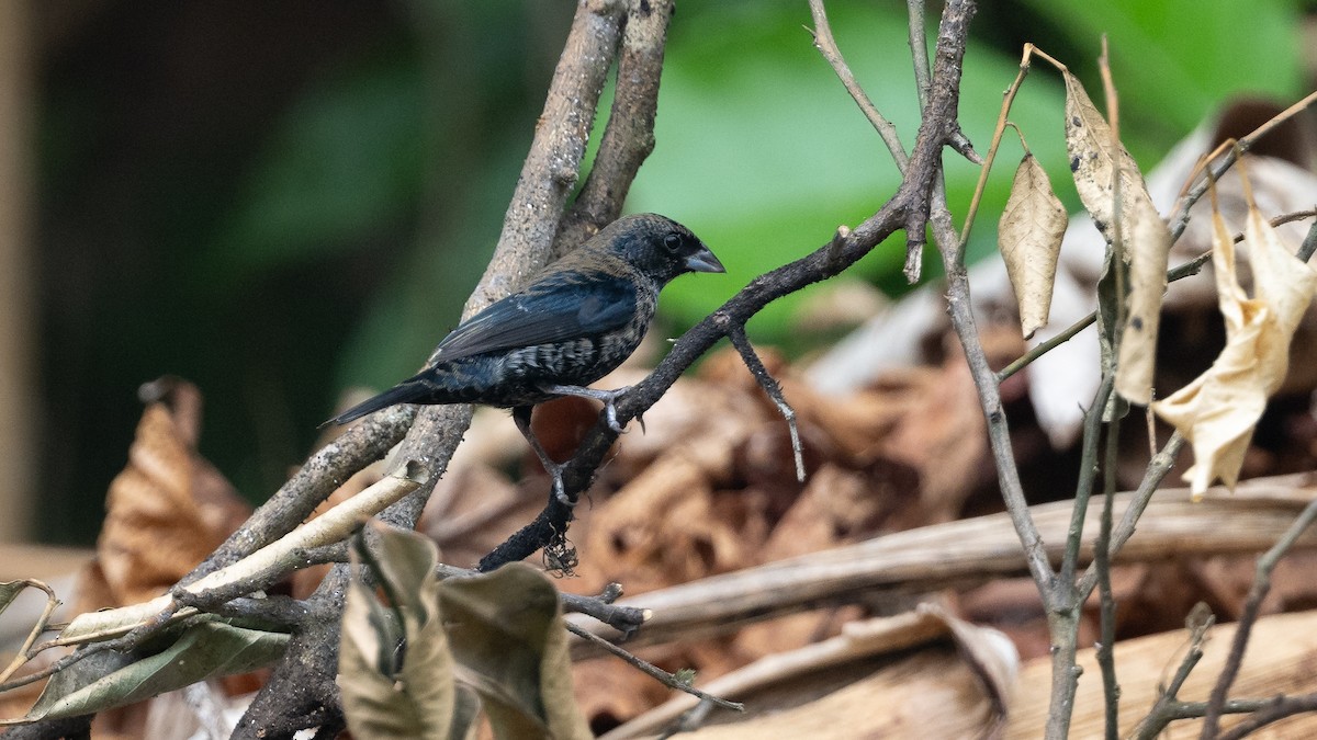 Blue-black Grassquit - ML624239384