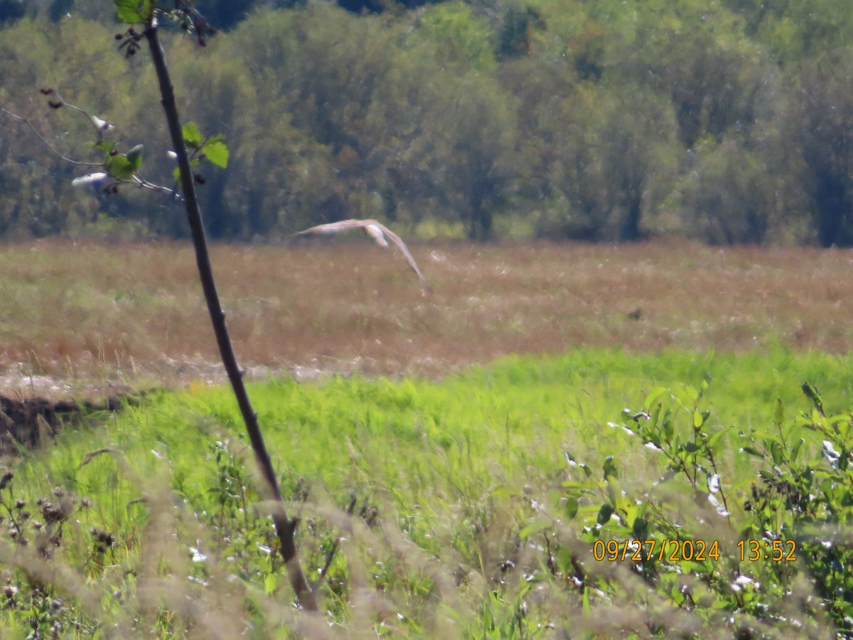 Northern Harrier - ML624239396