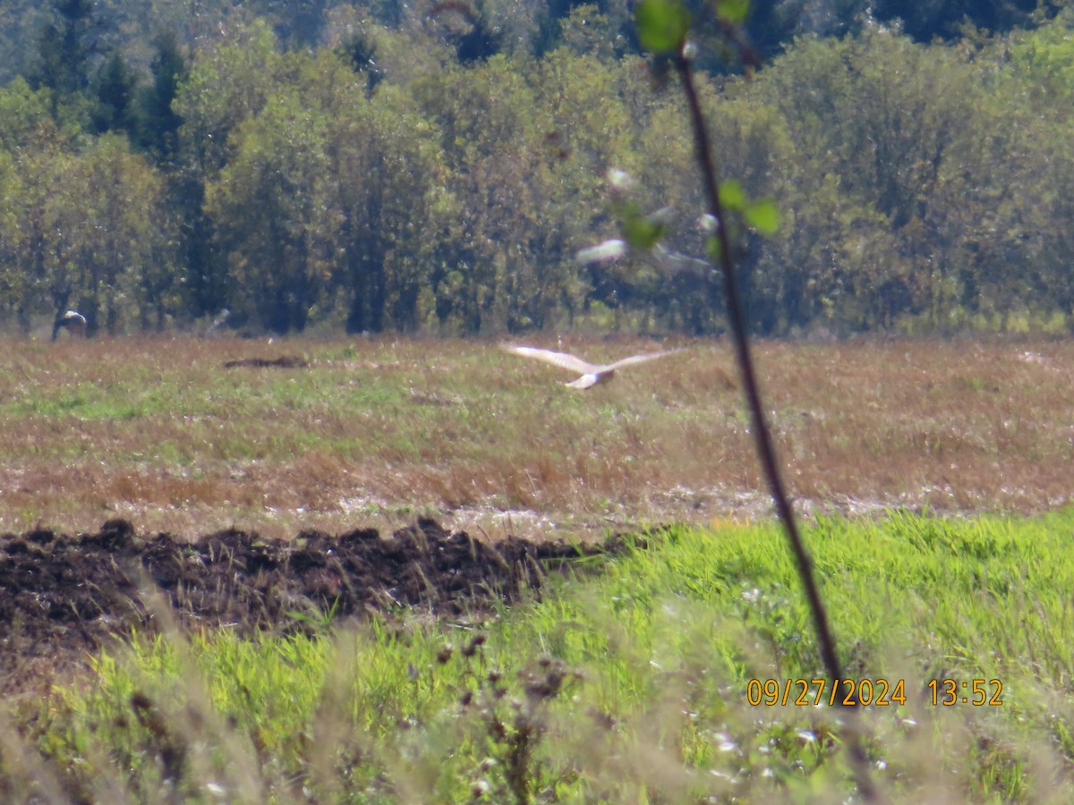 Northern Harrier - ML624239404