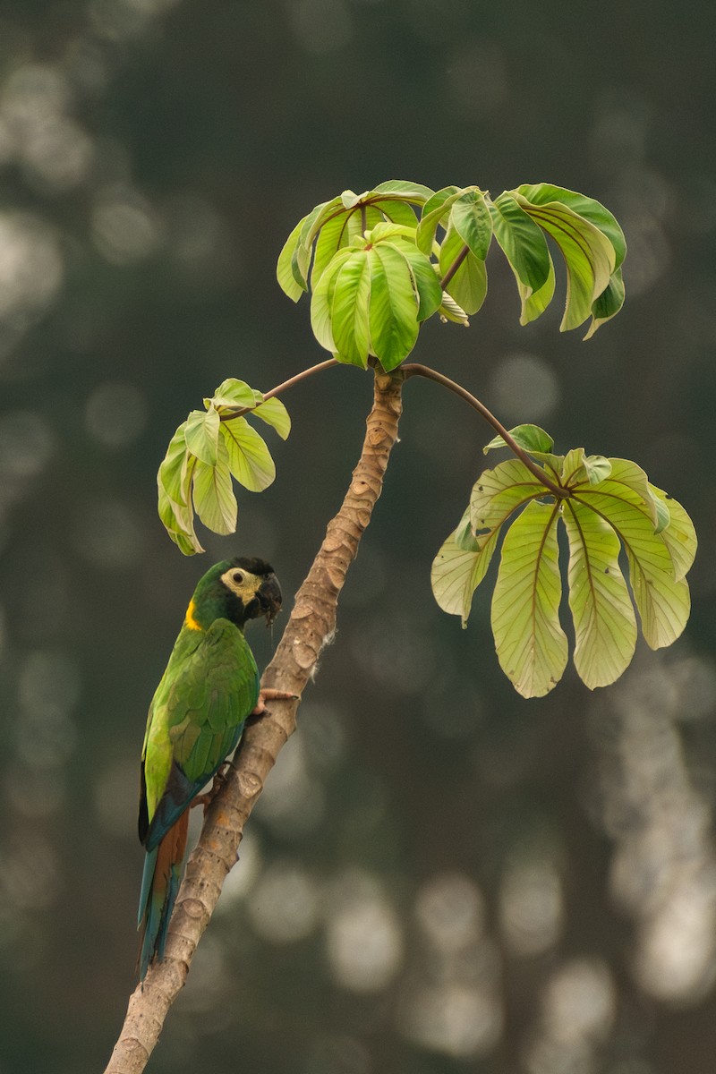 Yellow-collared Macaw - ML624239416