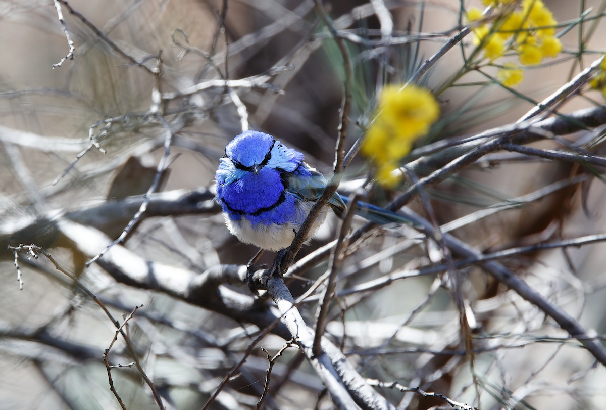 Splendid Fairywren - ML624239419