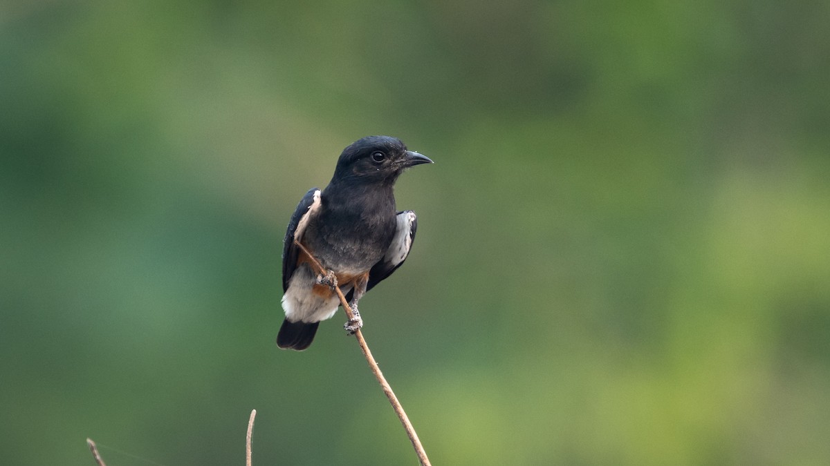 Swallow-winged Puffbird - ML624239425