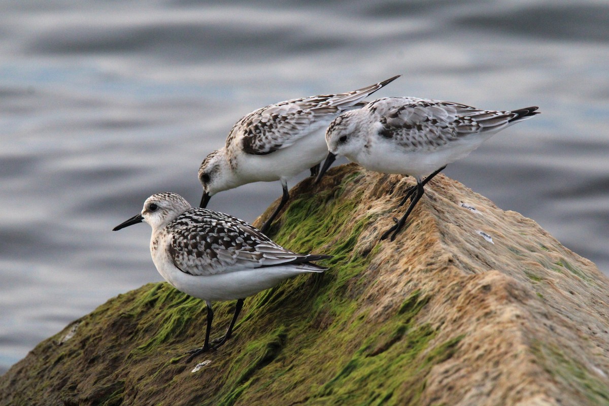 Sanderling - Kevin Wistrom