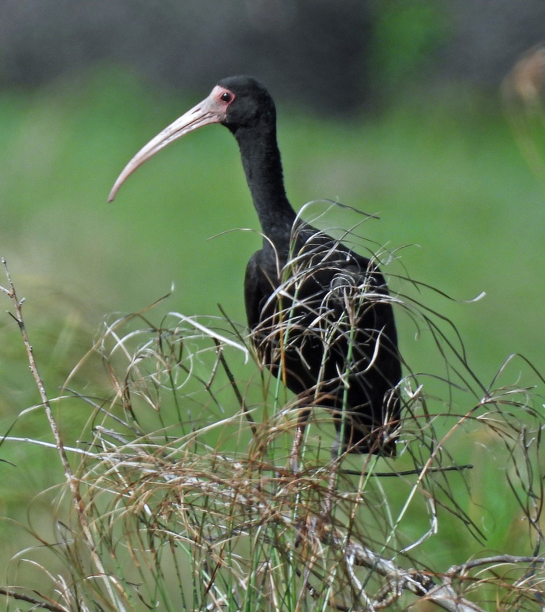 Bare-faced Ibis - ML624239511