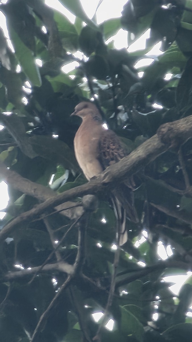 Oriental Turtle-Dove - ML624239569