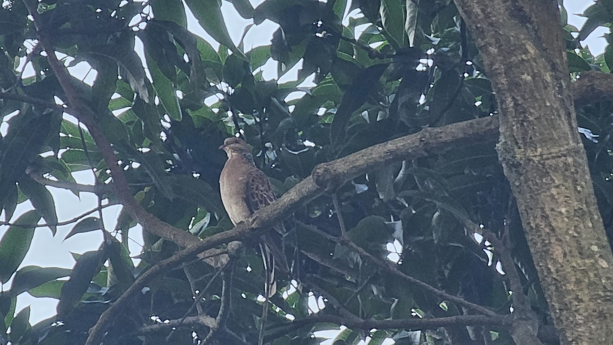 Oriental Turtle-Dove - ML624239570