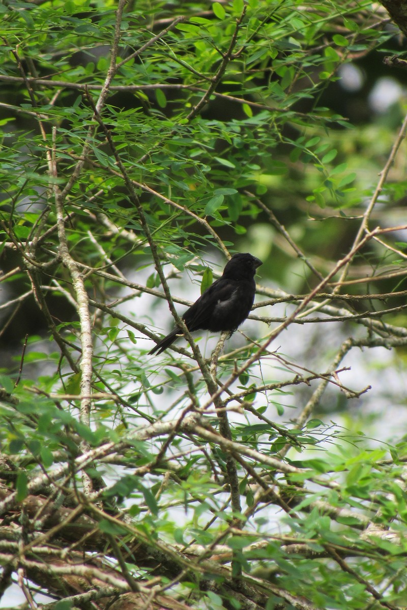 Thick-billed Seed-Finch - ML624239581