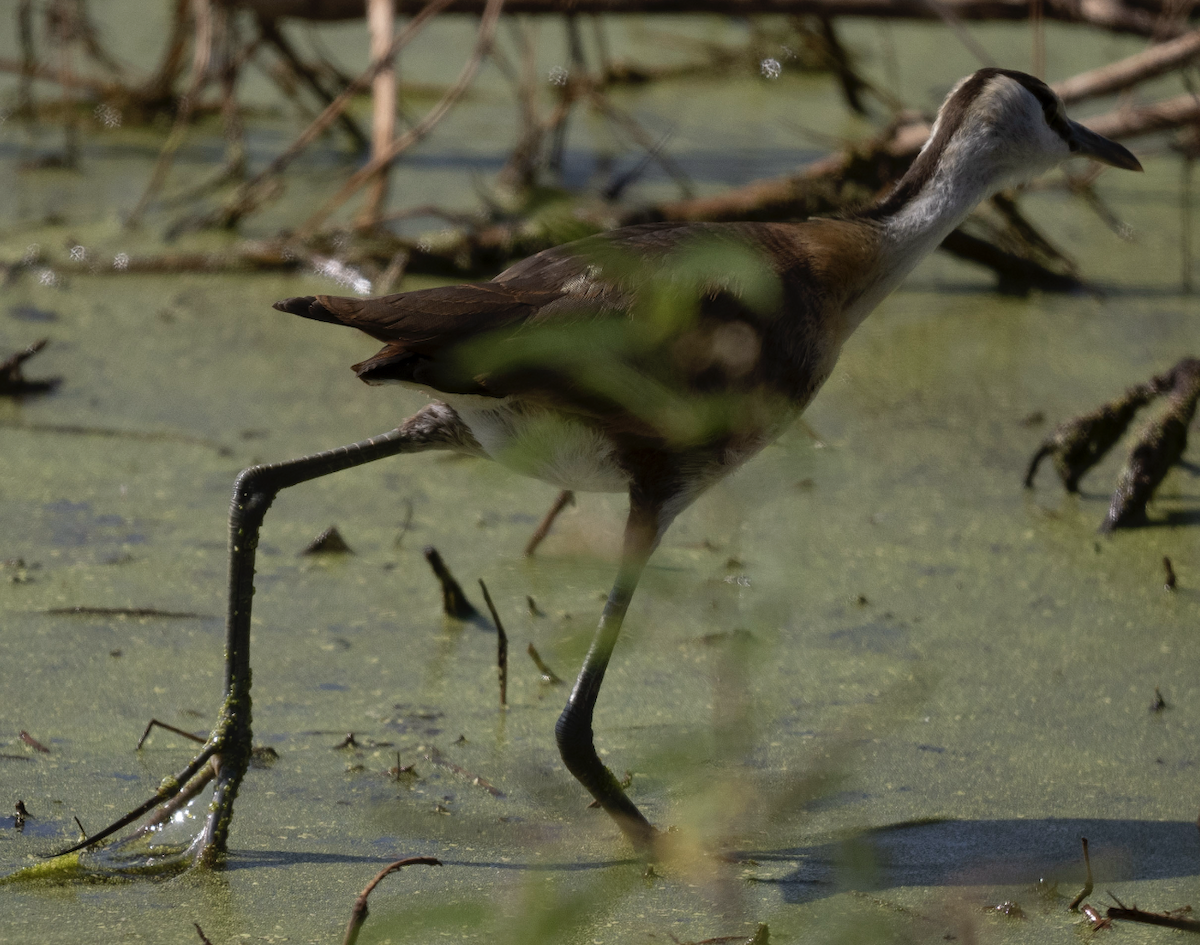 African Jacana - ML624239588