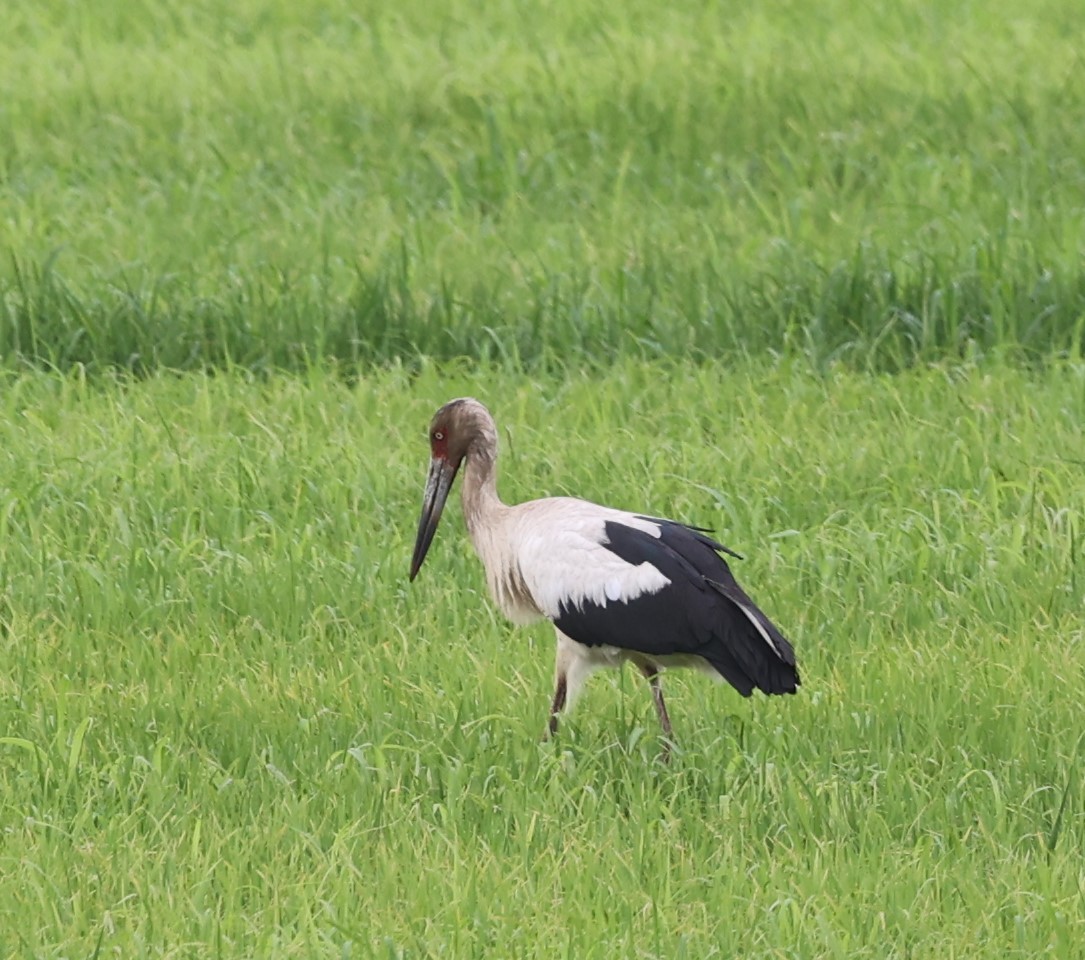 Maguari Stork - ML624239711