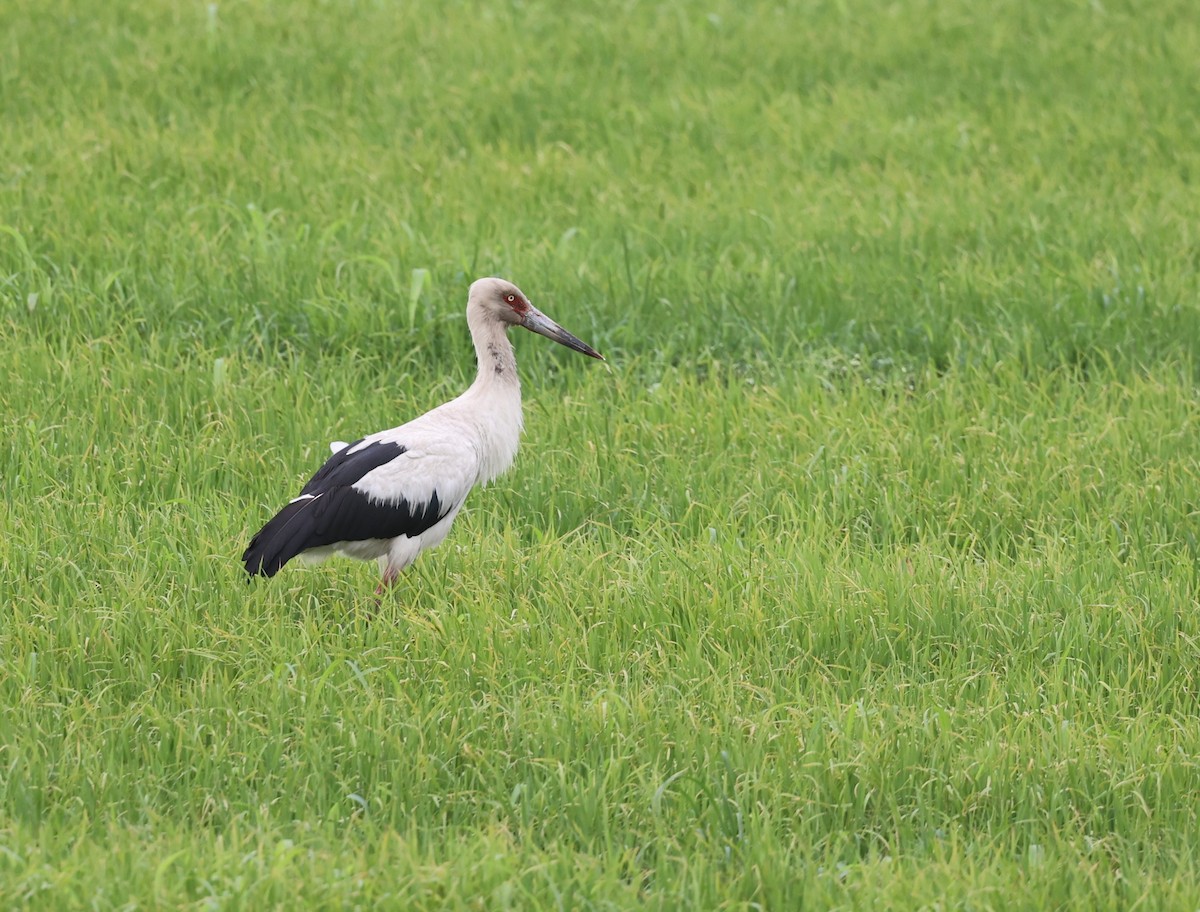 Maguari Stork - ML624239712