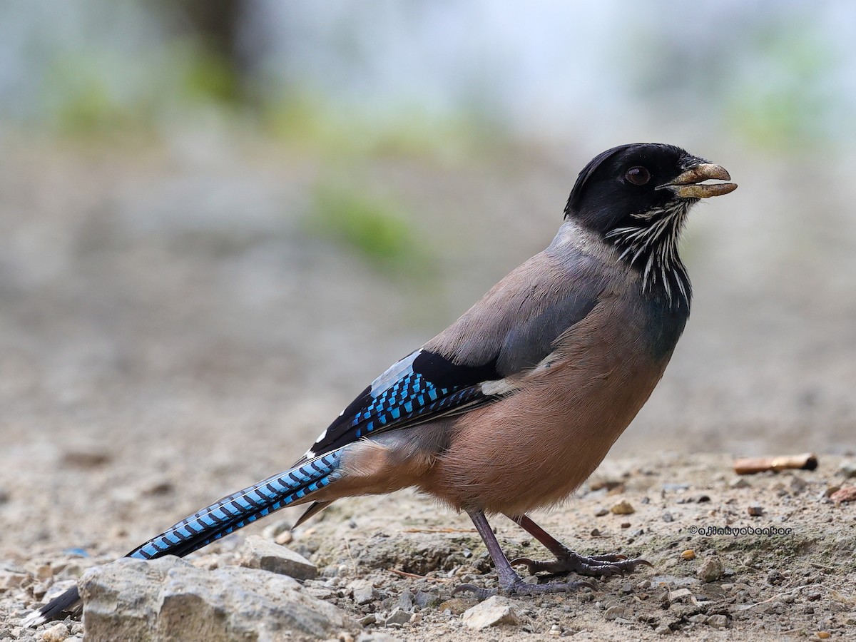 Black-headed Jay - ML624239726