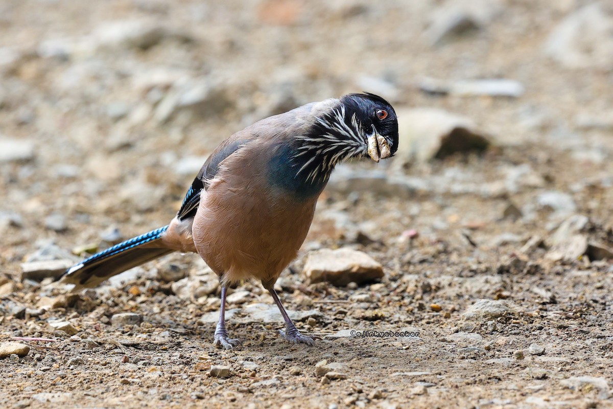 Black-headed Jay - ML624239727