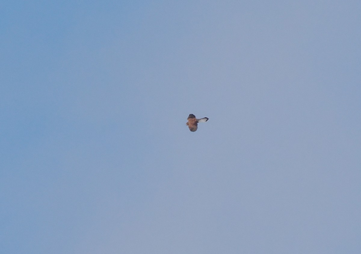 Spotted Kestrel - ML624239747