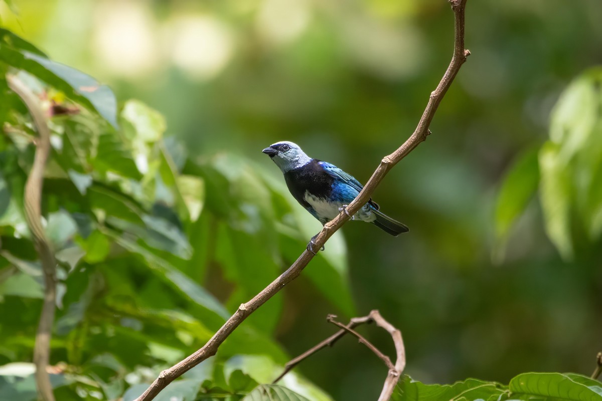 Masked Tanager - ML624239780