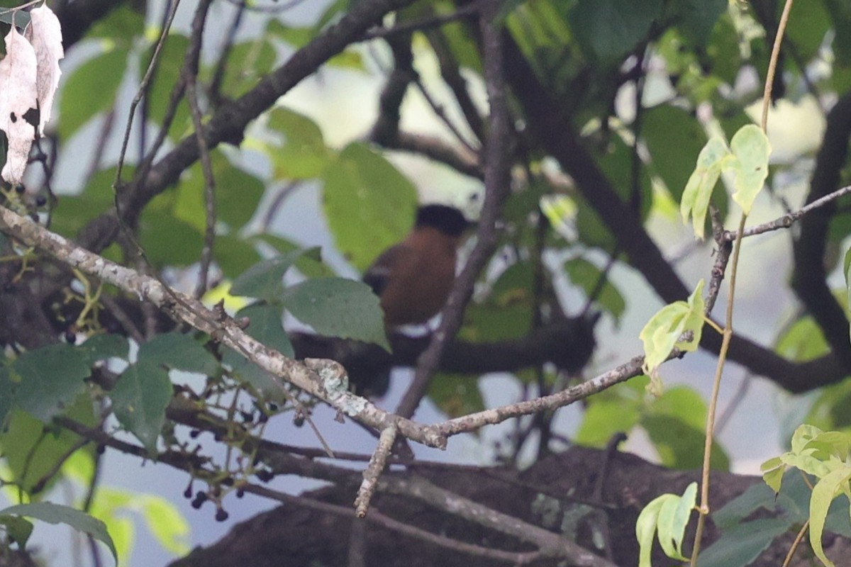 Rufous Sibia - ML624239788