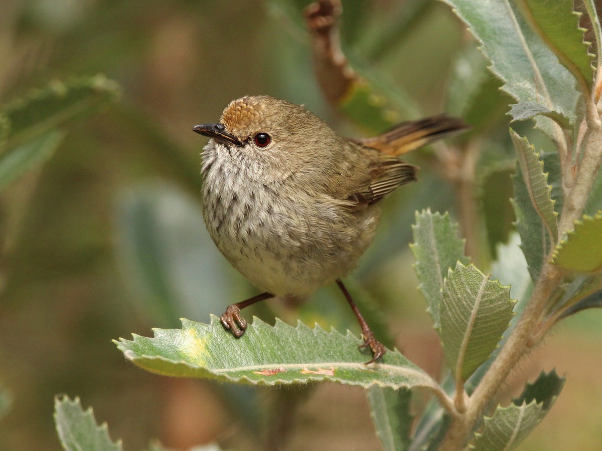 Brown Thornbill - ML624239796