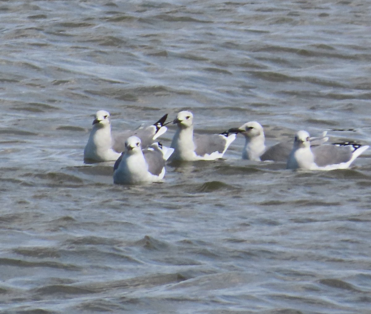 Laughing Gull - ML624239823