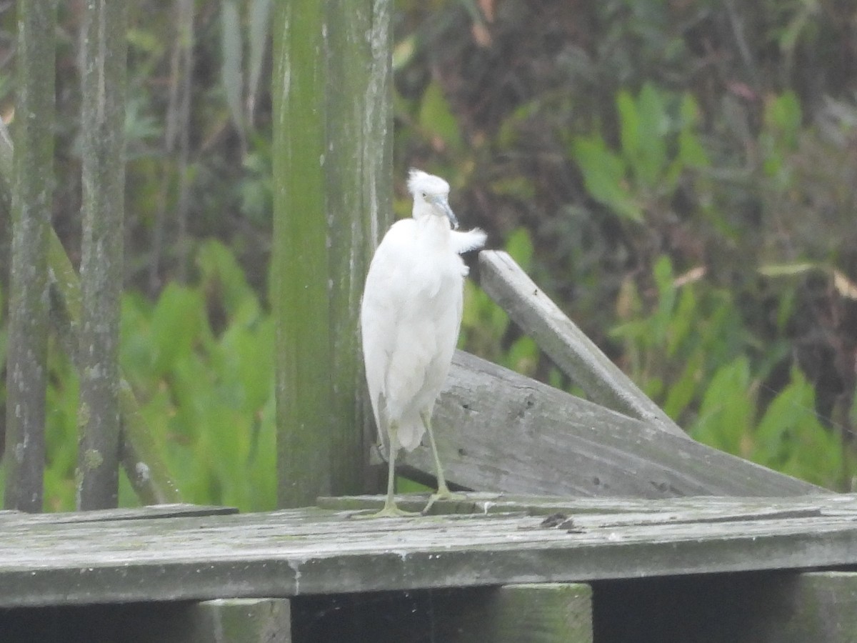 Little Blue Heron - ML624239827