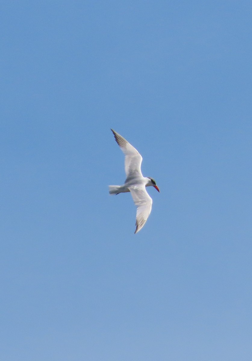 Caspian Tern - ML624239841