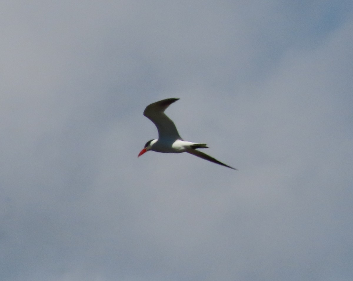 Caspian Tern - ML624239842