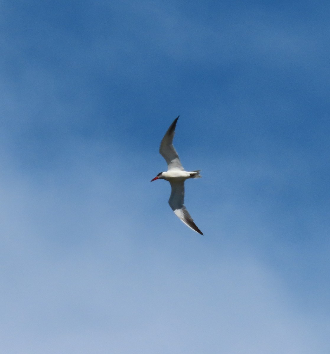 Caspian Tern - ML624239843