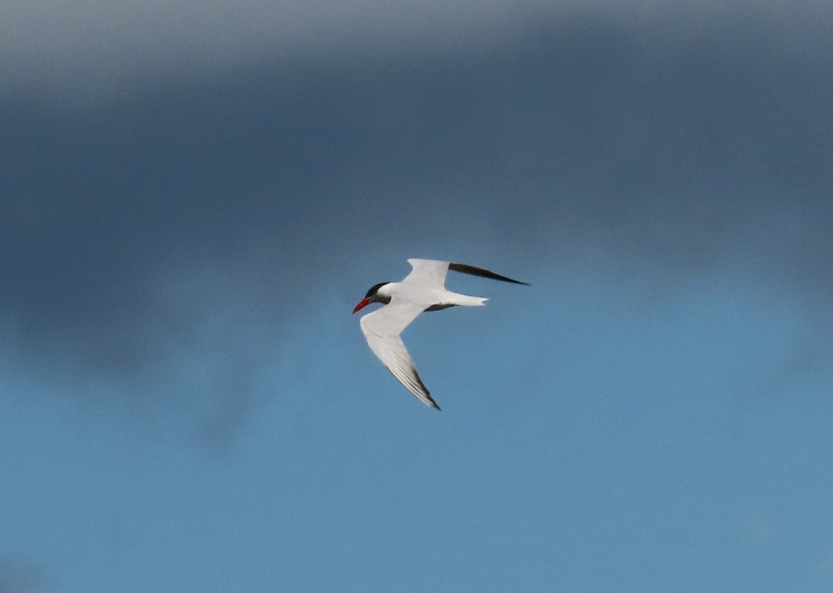 Caspian Tern - ML624239844