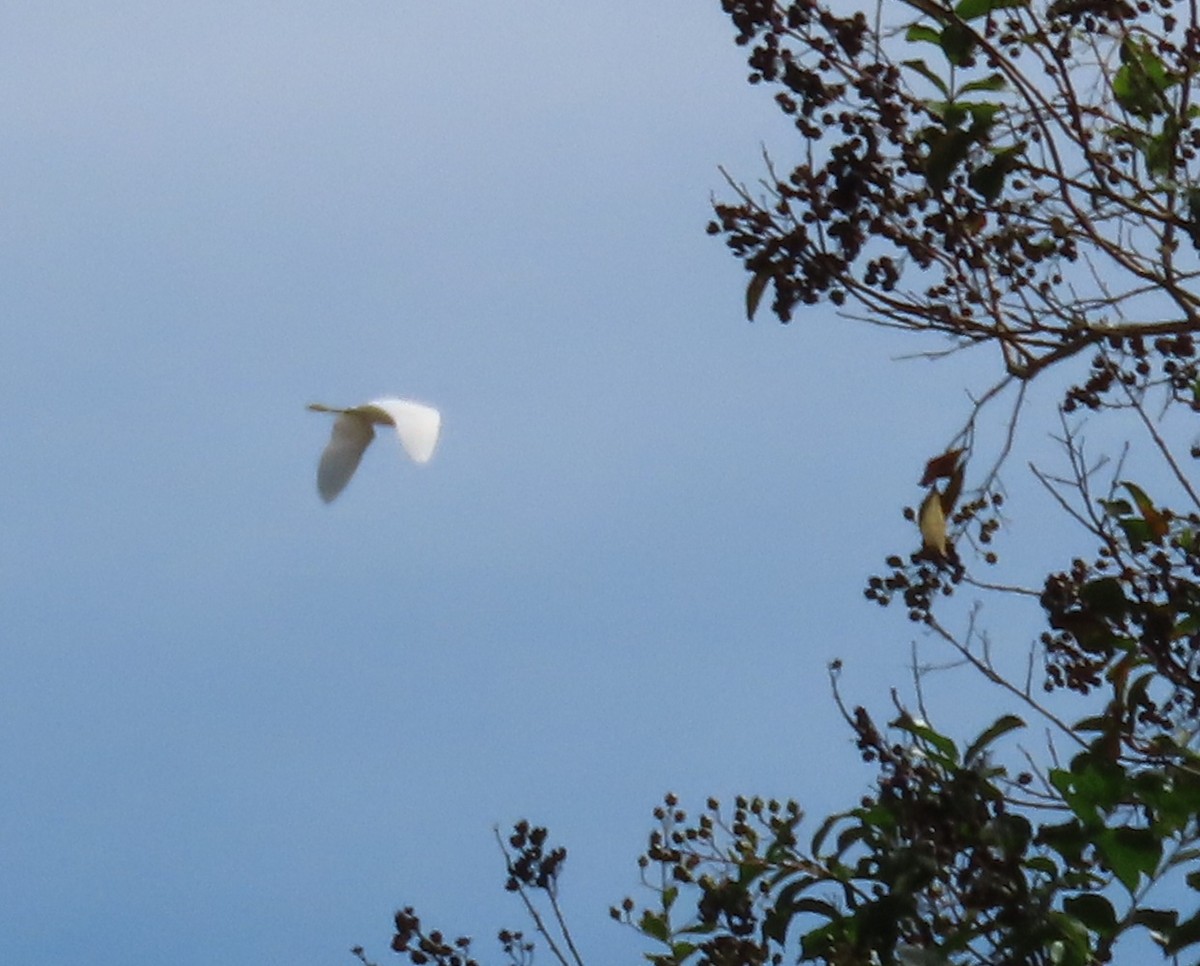 Great Egret - ML624239846