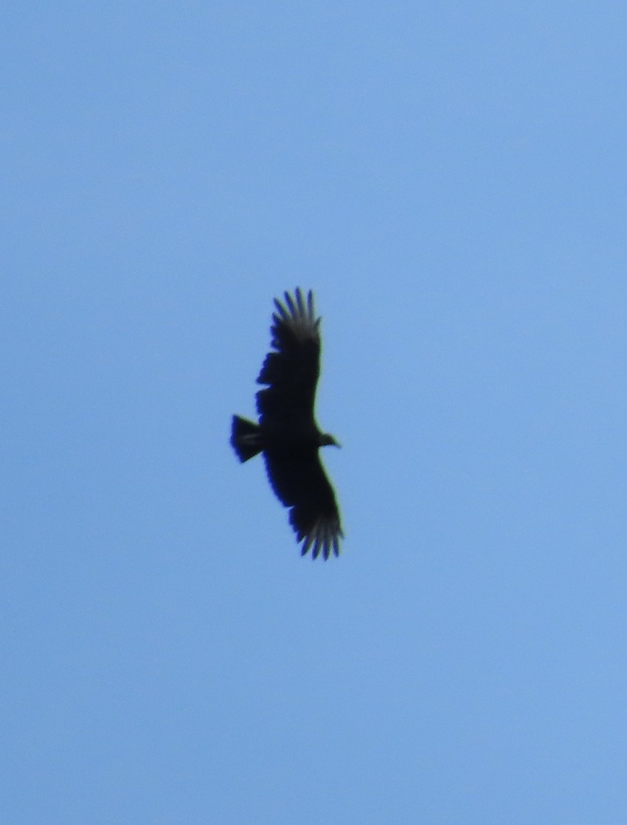 Black Vulture - ML624239857