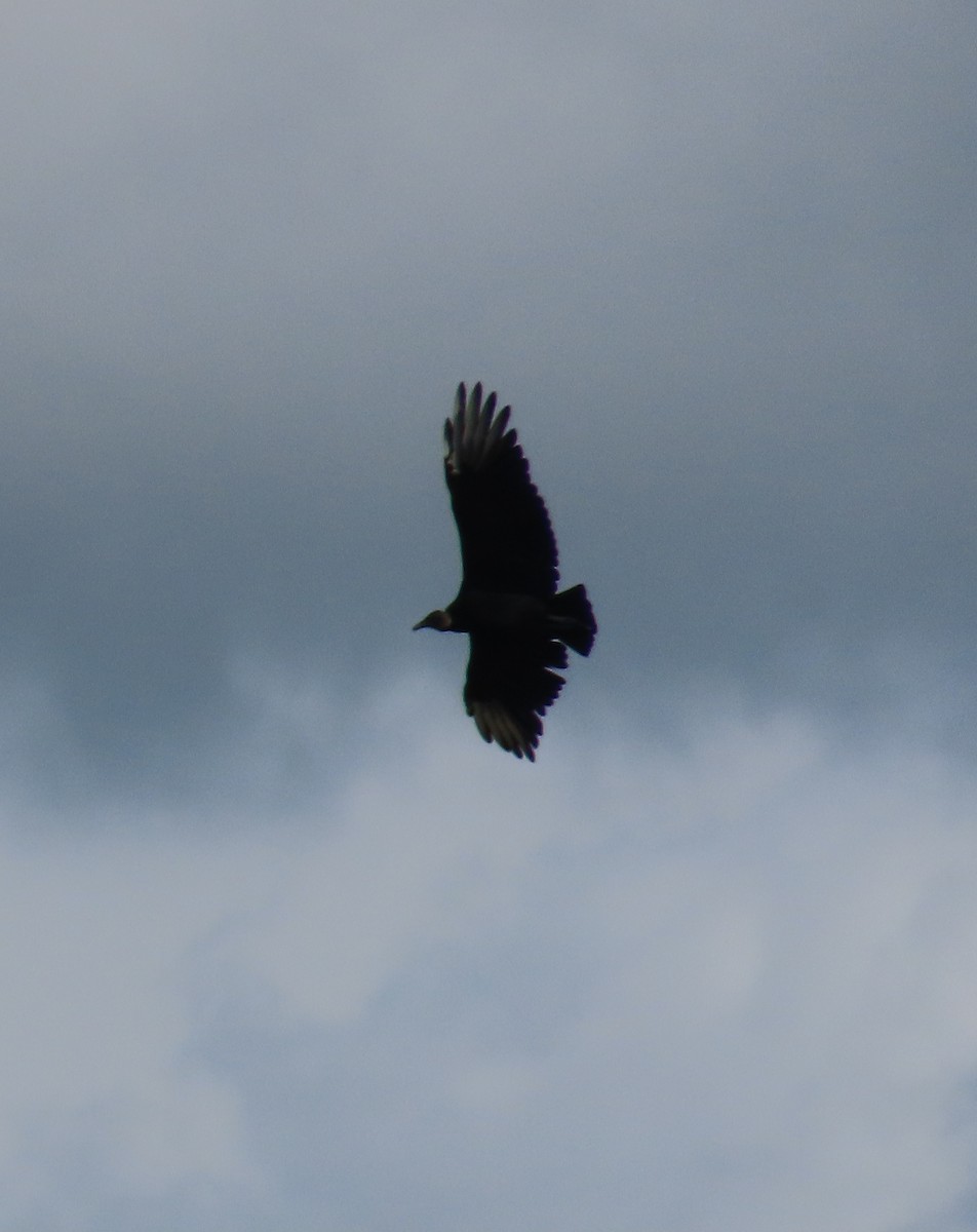 Black Vulture - ML624239858