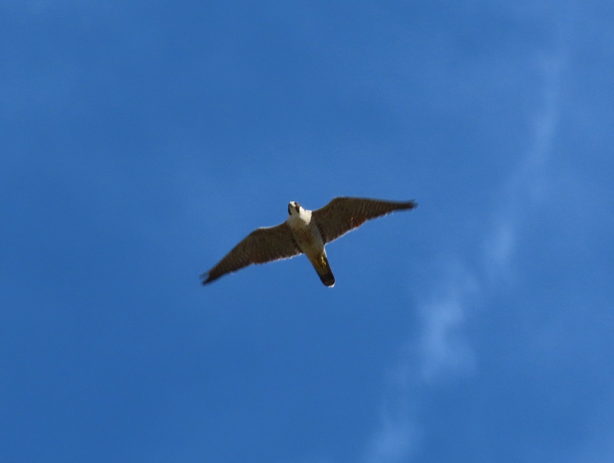 Peregrine Falcon - The Spotting Twohees