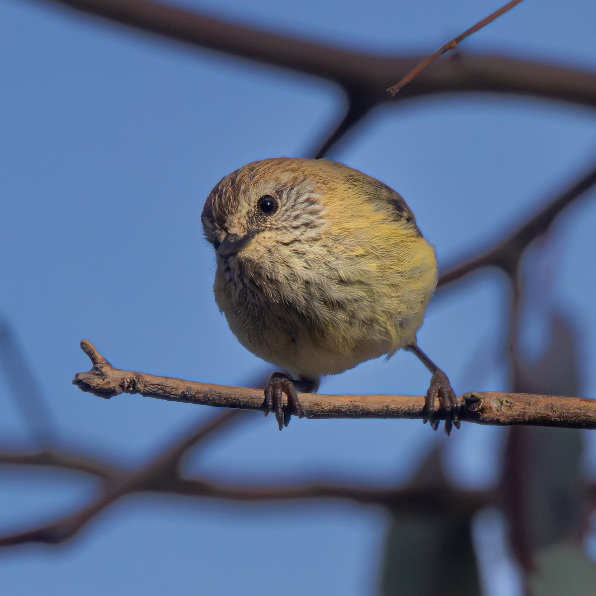 Striated Thornbill - ML624239900